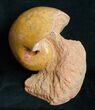 Orange Polished Nautilus (Cenoceras) - France #4496-1